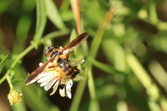 Trichopoda plumipes
