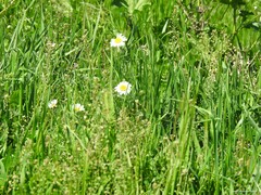 Capsella bursa-pastoris