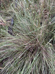 Poa labillardierei