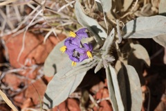 Solanum quadriloculatum