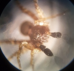 Pardosa hortensis
