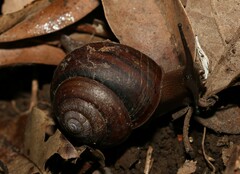 Sphaerospira fraseri