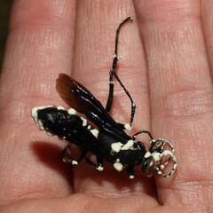 Beauveria bassiana