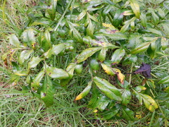 Arracacia tolucensis