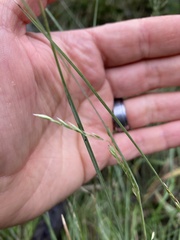 Poa labillardierei