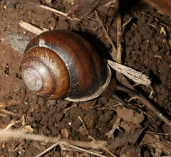 Sphaerospira fraseri