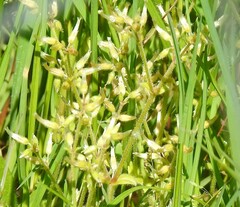 Cerastium glomeratum