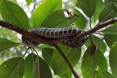 Boiga dendrophila