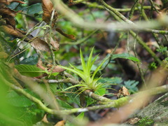 Tillandsioideae