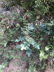 Hoffmannseggia glauca