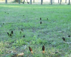 Morchella australiana