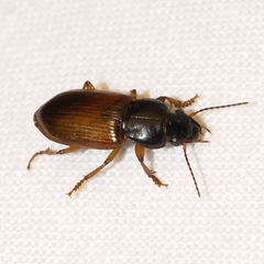 Anisodactylus sanctaecrucis