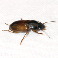 Anisodactylus sanctaecrucis