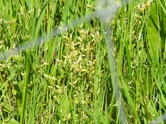 Cerastium glomeratum