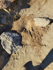 Veromessor pergandei