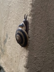 Caracolus marginella