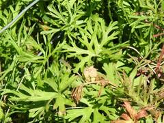 Geranium dissectum