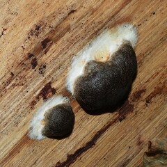 Reticularia splendens