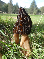 Morchella australiana