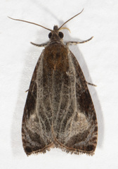 Olethreutes quadrifidum