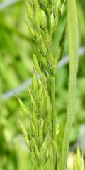 Bromus hordeaceus