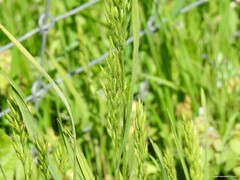 Bromus hordeaceus