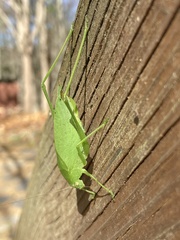 Amblycorypha