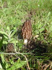 Morchella australiana