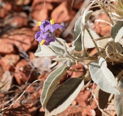 Solanum quadriloculatum