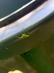 Cetratus rubropunctatus