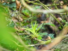 Tillandsioideae