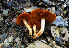 Cortinarius hesleri