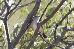 Pachycephala rufiventris