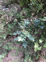 Hoffmannseggia glauca