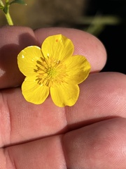 Ranunculus hispidus