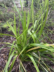Dianella longifolia