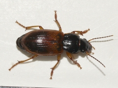 Anisodactylus sanctaecrucis