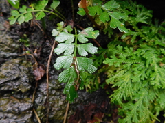 Asplenium praemorsum