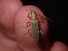 Copidita quadrimaculata