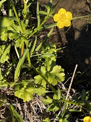 Ranunculus hispidus
