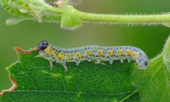 Euura melanocephalus