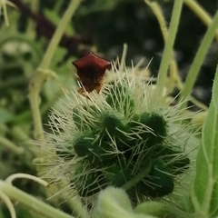 Hyphinoe camelus