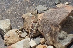 Leprus