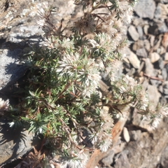 Paronychia argyrocoma