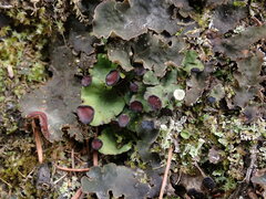 Peltigera venosa