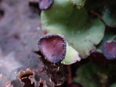 Peltigera venosa