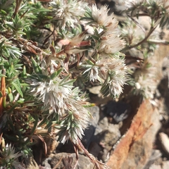 Paronychia argyrocoma