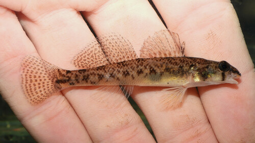 Northern Tessellated Darter