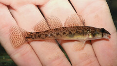 Etheostoma olmstedi