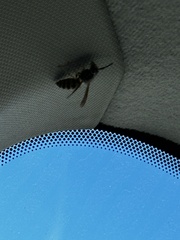 Vespula